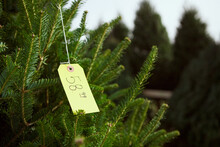 Tree Lot: Focus On Christmas Tree Price