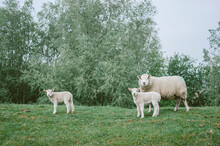 Mother Sheep With Two Lambs