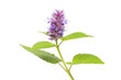 Anise hyssop flower and foliage