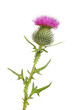 Spear thistle isolated