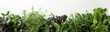 © Atlas - Different herbs on white background, space for text