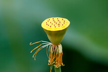 Lotus Seed Pod With Filaments, Taken Melbourne, Australia.