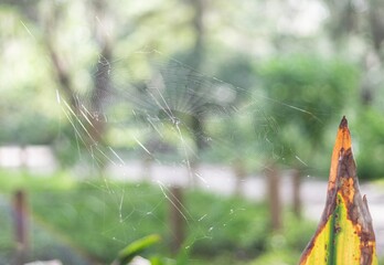 spider web