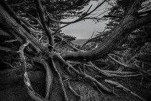 Twisted Cypress Tree Roots On A Coastal Cliff On Lands End Trail In San Francisco, California USA