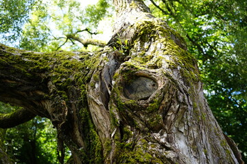 trunk of a tree