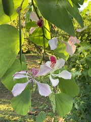 Poster - Fleurs tropicales à Raiatea, Polynésie française