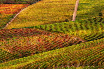 Wall Mural - Autumnal vineyards grow on the hills of Piedmont, Italy.