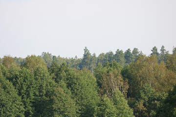 Wall Mural - forest treetops