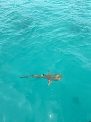 Sticker - Requin de lagon à Rangiroa, Polynésie française