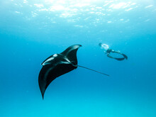 Male Free Diver And Giant Oceanic Manta Ray, Manta Birostris, Hovering Underwater In Blue Ocean. Watching Undersea World During Adventure Snorkeling Tour On Maldives Islands.
