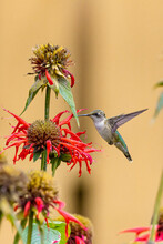 Ruby Throated Hummingbird Flying In Garden Near Red Flowers Of Bee Balm