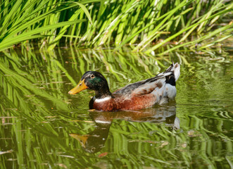 duck in the pond