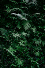 Fern Leaf In The Forest