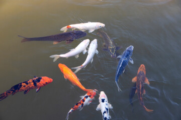 koi fish swimming in a pond