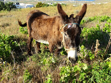 A Donkey In The Field. Donkey Is Usually Used As A Transportation Animal By Humans.