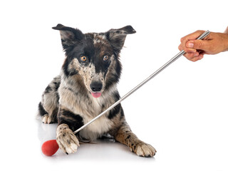 Sticker - australian shepherd in studio