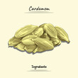Cardamom illustration, ingredients for  food element, sketch and vector style. food, plants and ingredients concept. 