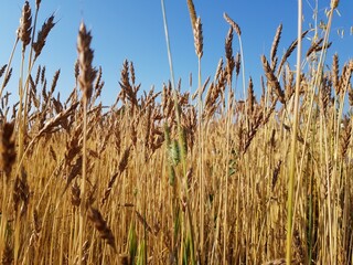 Golden ears of wheat in a field