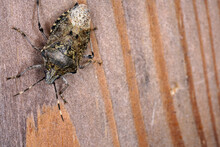Closeup Shot Of A Brown Marmorated Stink Bug