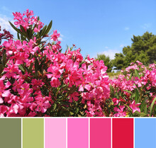 Color Matching Palette From Top View Image Of Pink Oleande Blossoms.