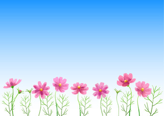 Sticker - Isolated vector illustration of pink cosmos flowers. Hand painted watercolor background.
