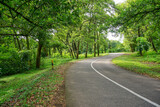 Fototapeta Sawanna - Beautiful road in the green forest