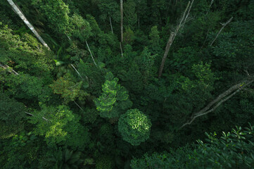 Wall Mural - tropical forest canopy background, nature scene tree in the wild with the earth day concept
