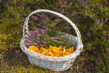 Chanterelle Mushrooms And Heather In A Basket In The Forest