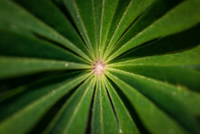 Closeup Green Plant Background. Detail Lupine Leaf