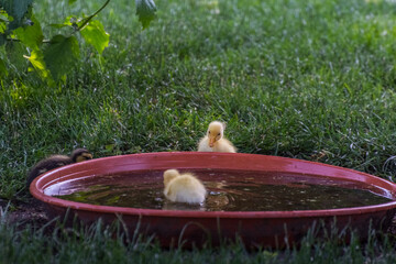 Wall Mural - two yellow baby ducks at a water bowl