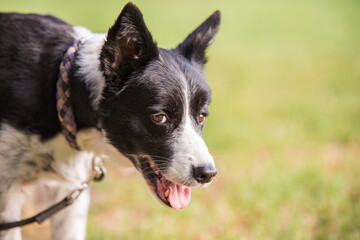 Wall Mural - Photo of a Border collie in the park