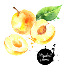 Wall Mural - Watercolor mirabelle plums fruit illustration. Vector painted isolated superfood on white background