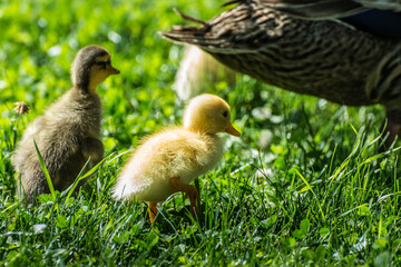 Wall Mural - two dear baby ducks detail view