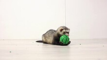 The Ferret Jumps For The Ball And Playing With It 