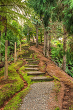 A Mossy Pathway In The Forest, Zig-zagging Uphill Between Plants And Tree Trunks