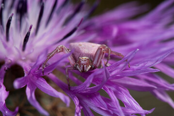 Wall Mural - Lila Krabbenspinne auf einer Blüte / Purple crab spider on a flower (Spanien/Spain)