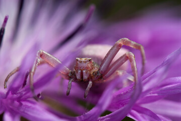 Wall Mural - Lila Krabbenspinne auf einer Blüte / Purple crab spider on a flower