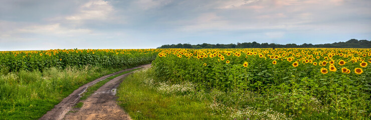 Fotomurales - Beautiful view on sunflower field with sky and dirty road