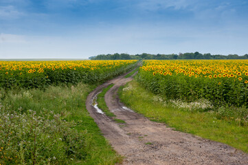 Fotomurales - Summer sunflowers field with a dirt road