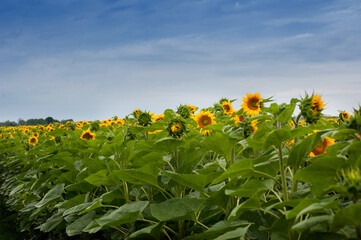 Fotomurales - Sunflowers field with sky