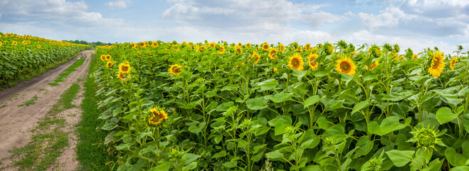 Fotomurales - Summer sunflowers field with a dirt road