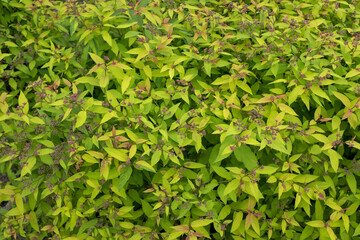 Vegetative background. Close up leaf texture