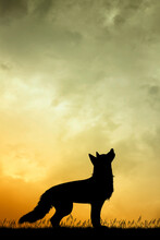 Illustration Of Wolf Silhouette At Sunset