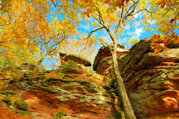 Poster - Pfälzer Wald im Herbst - in Palatinate Forest in autumn