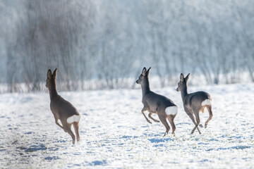 Canvas Print - Reh im Schnee