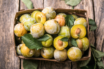 Ripe  yellow  plum fruits harvested in a bascket