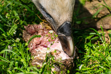 Wall Mural - White-headed vulture. A large adult from the order Falconiformes and the family of hawks. Interesting animal feeds on carrion and raw meat, close-up