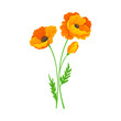 Golden Poppy or California Poppy Flower as Flowering Plant Vector Illustration
