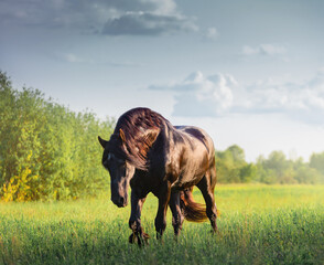 Wall Mural - Black Friesian horse runs  in summer time