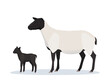 Vector illustration of sheep with young lamb. Farm animals, domestic small cattle adult and young.	
